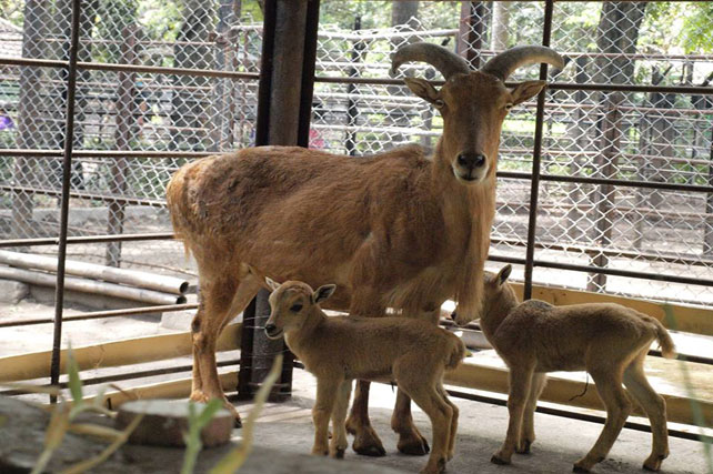 Gunung kambing Kambing Maxoto,