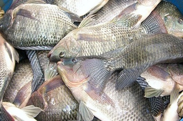 77 Ikan Air Laut Gurame Gratis Terbaik