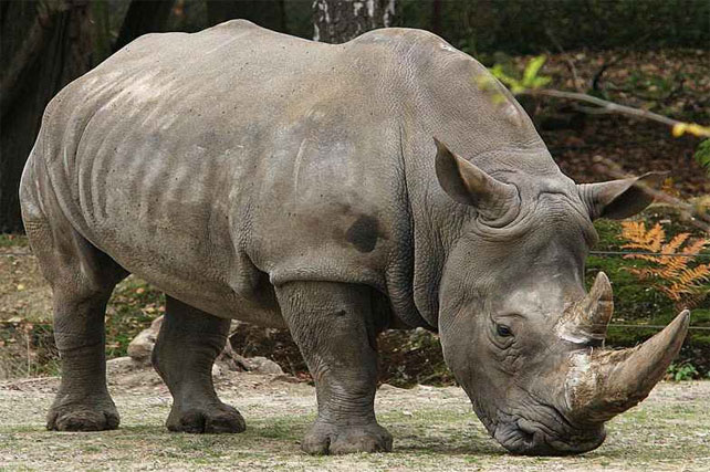 Harapan Baru dari Tiga Anak Badak Jawa di Ujung Kulon – Suara Surabaya