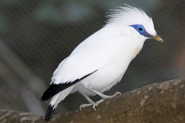 Berbagai Upaya Selamatkan Burung Jalak Bali – Suara Surabaya