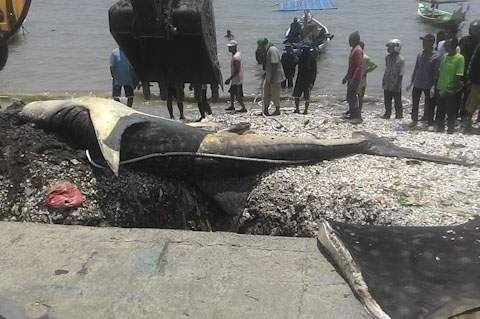 Kuburan Hiu Paus di Kenjeran – Suara Surabaya