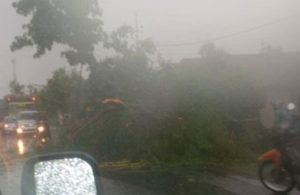 Pohon Tumbang di Papar