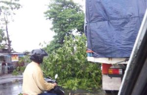 Pohon tumbang di Bypass Mojokerto