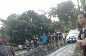 Hujan Deras di Wonorejo Pasuruan, Pohon Tumbang