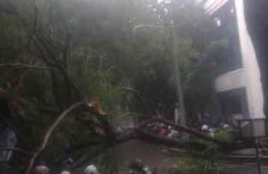 Pohon Tumbang Didalam Kampus UINSA Surabaya