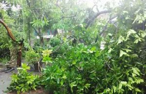 Pohon Tumbang di Wonoayu