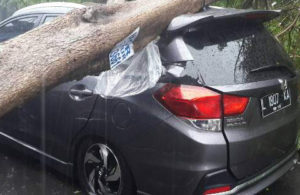 Hujan Deras, Pohon Tumbang Menimpa Mobil