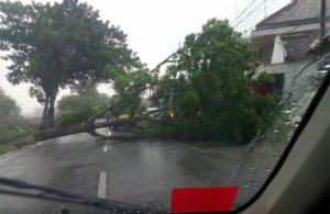 Pohon Tumbang Hambat Kendaraan yang Melintas