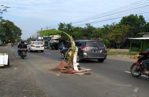 Pohon Pisang Ditanam di Tengah Jalan