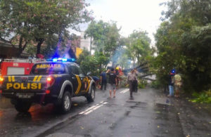Pohon Tumbang di Jl. Raya Pahlawan Tulungagung