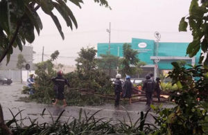 Hujan Deras Disertai Angin Kencang, Banyak Pohon Tumbang