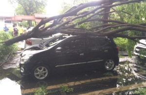 Pohon Tumbang Menimpa Mobil di Area Parkir Ubaya