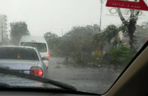 Pohon Tumbang di Jalur Prapen