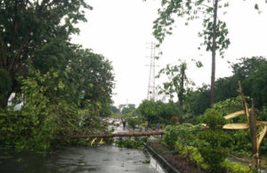 Banyak Pohon Tumbang di Nginden Intan