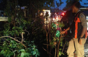 Penanganan Pohon Tumbang di Nginden Intan