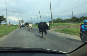 Sapi Berkeliaran Bahayakan Pengendara