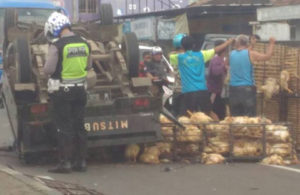 Pick Up Muat Ayam Terbalik di Sukorejo