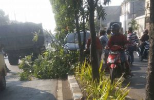 Tabrak Trotoar, Pohon Tumbang