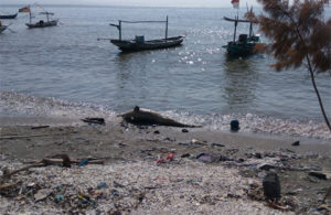 Lumba-lumba Terdampar di Pantai Taman Suroboyo