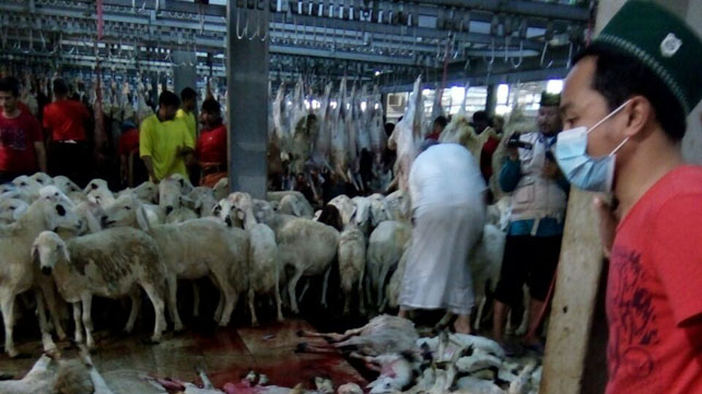Kemenag Tetapkan Pedoman Baru Tata Kelola Dam/Hadyu, Jamin Pelaksanaan Ibadah Haji Lebih Tertib dan Akuntabel