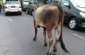Sapi Lepas di Lakarsantri