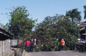 Pohon Tumbang Tutup Jalan Tambak Mayor