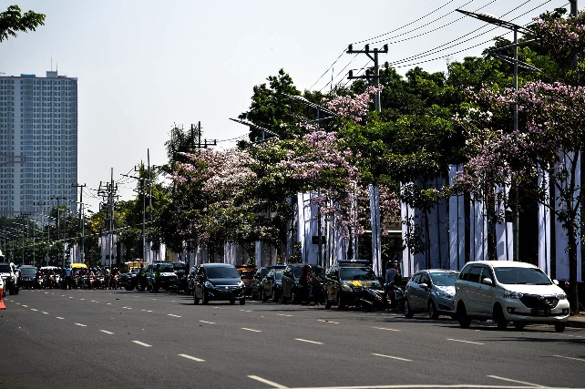 Keindahan Tabebuya di Jalanan  Kota Surabaya  Suara Surabaya 