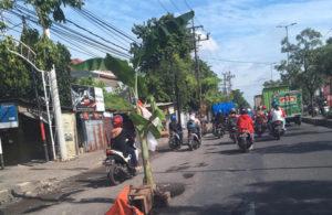 Ada Pohon Pisang Tumbuh diatas Jalan Raya