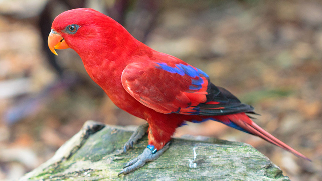 42++ Burung macaw merah terbaru