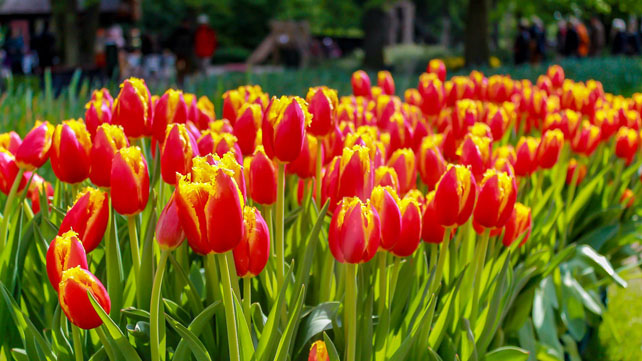 Dikenal dari  Belanda Bunga  Tulip  yang Sebenarnya Berasal  