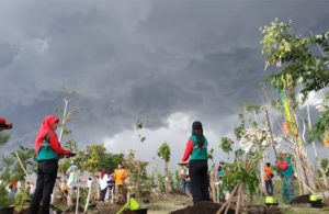 Hujan, 13 Wali Kota Urung Tanam Pohon