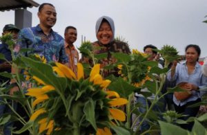 Agar Surabaya Sejuk, Risma Terus Tambah Taman