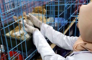 Mudik Lebaran, Kucing Dititipkan