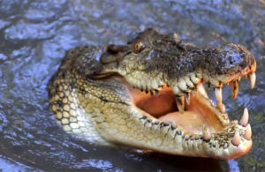 Atraksi Feeding time Buaya Muara