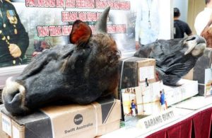Ribuan Kilogram Daging Sapi dan Kerbau Diamankan
