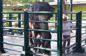 Dumbo, Bayi Gajah Sumatra Lahir di KBS