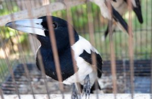 Penyelundupan Ratusan Satwa Langka Papua