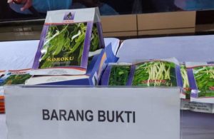 Penyitaan Belasan Ton Benih Holtikultura Ilegal