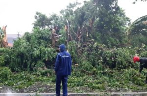 Pohon Tumbang di Jalan A.Yani