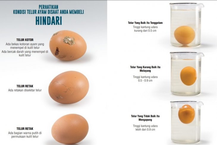 Ciri Telur  yang Sehat Dikonsumsi Suara Surabaya