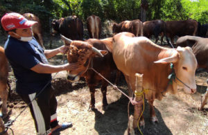 Sapi untuk Persiapan Idul Adha 1441 H