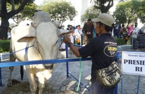 Hewan Kurban Presiden dan Gubernur Jatim di Masjid Al Akbar