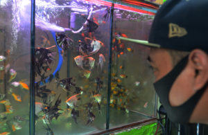 Hobi Ikan Hias Tak Kenal Pandemi