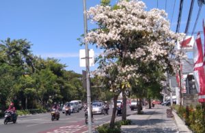 Cantiknya Bunga Tabebuya Bermekaran