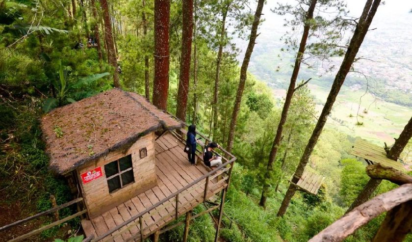 Tempat Wisata Naik Pohon