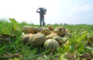 Musim Panen Blewah dari Petani Buah Surabaya