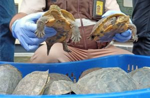Ratusan Burung dan Kura-Kura Ilegal Gagal Diselundupkan