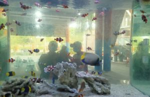 Dua Minggu Dibuka, Sentra Ikan Hias Bulak Masih Sepi