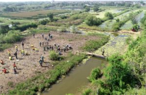 Tanam 1000 Bakau di Mangrove Wonorejo
