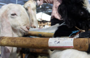 Penjual Ternak Kurban Tetap Optimis di Pandemi